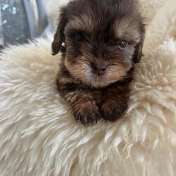 Adopt a dog:Cockapoo puppies for sale one boy left !/Cockapoo/Female/Sex: Mixed Litter,Have a stunning litter of miniature cocker poo puppies for sale boys and girls available dad is a miniature poodle he is pra tested clear extensive testing what are all clear mum is a cocker spaniel who is very love in and great with kids our family pet pups have been use to kids at a young age flead and wormed up to date are also microchipped  one boy left on main cover only .