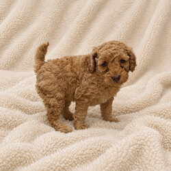 Adopt a dog:Beautiful Golden Cockapoo Puppies /Cockapoo/Female/Sex: Mixed Litter,We have a stunning litter of red/golden Cockapoo puppies looking for their forever homes. There are 3 boys and 1 girl available. ONE BOY AVAILABLE!
