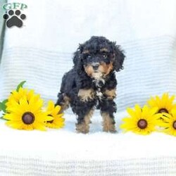 Krissy/Cavapoo									Puppy/Female	/8 Weeks,Making all your fluffy dreams come true, I am the softest, most cuddly, adorable Cavapoo Mix puppy around! How can you say no to my expressive, pleading puppy eyes and tiny, wagging tail? I am adored by the kind people who are raising me, spoiling me with endless love and attention. I am getting a family home style raising, so I am an excellent choice for people of all ages. I am started with potty training to make things easier for my new family. My favorite things to do are explore in the yard, cuddle for a little snooze, or anything that involves quality time with the people I love most. I will be a dedicated, loyal little puppy pal to you, always ready to comfort you when life gets a bit tough. Why live life without me when you can adopt me today! Before I join your family I will have already received my first vaccinations and deworming. I have had a check up with the vet already as well! Have I stolen your heart yet? Thank you so much for considering making me a new member of your family! My human family would be so pleased to hear from you and arrange a time to visit. My mother Jenny lives here too. She is a Cavapoo and weighs 12 Ibs. My father, Jeremy, is a 14 lbs., AKC registered Mini Poodle. Now that you know everything about me, give me a chance to get to know you! Call soon, I am so excited to meet my forever family! Call Sunset View Kennel #16190, please no text messages. Sunday calls will be returned on Monday. Shipping available!