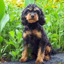 Krissy/Cavapoo									Puppy/Female	/8 Weeks,Making all your fluffy dreams come true, I am the softest, most cuddly, adorable Cavapoo Mix puppy around! How can you say no to my expressive, pleading puppy eyes and tiny, wagging tail? I am adored by the kind people who are raising me, spoiling me with endless love and attention. I am getting a family home style raising, so I am an excellent choice for people of all ages. I am started with potty training to make things easier for my new family. My favorite things to do are explore in the yard, cuddle for a little snooze, or anything that involves quality time with the people I love most. I will be a dedicated, loyal little puppy pal to you, always ready to comfort you when life gets a bit tough. Why live life without me when you can adopt me today! Before I join your family I will have already received my first vaccinations and deworming. I have had a check up with the vet already as well! Have I stolen your heart yet? Thank you so much for considering making me a new member of your family! My human family would be so pleased to hear from you and arrange a time to visit. My mother Jenny lives here too. She is a Cavapoo and weighs 12 Ibs. My father, Jeremy, is a 14 lbs., AKC registered Mini Poodle. Now that you know everything about me, give me a chance to get to know you! Call soon, I am so excited to meet my forever family! Call Sunset View Kennel #16190, please no text messages. Sunday calls will be returned on Monday. Shipping available!