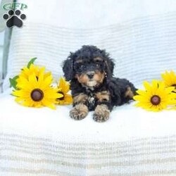 Krissy/Cavapoo									Puppy/Female	/8 Weeks,Making all your fluffy dreams come true, I am the softest, most cuddly, adorable Cavapoo Mix puppy around! How can you say no to my expressive, pleading puppy eyes and tiny, wagging tail? I am adored by the kind people who are raising me, spoiling me with endless love and attention. I am getting a family home style raising, so I am an excellent choice for people of all ages. I am started with potty training to make things easier for my new family. My favorite things to do are explore in the yard, cuddle for a little snooze, or anything that involves quality time with the people I love most. I will be a dedicated, loyal little puppy pal to you, always ready to comfort you when life gets a bit tough. Why live life without me when you can adopt me today! Before I join your family I will have already received my first vaccinations and deworming. I have had a check up with the vet already as well! Have I stolen your heart yet? Thank you so much for considering making me a new member of your family! My human family would be so pleased to hear from you and arrange a time to visit. My mother Jenny lives here too. She is a Cavapoo and weighs 12 Ibs. My father, Jeremy, is a 14 lbs., AKC registered Mini Poodle. Now that you know everything about me, give me a chance to get to know you! Call soon, I am so excited to meet my forever family! Call Sunset View Kennel #16190, please no text messages. Sunday calls will be returned on Monday. Shipping available!