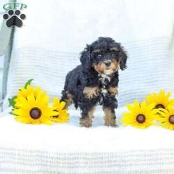 Krissy/Cavapoo									Puppy/Female	/8 Weeks,Making all your fluffy dreams come true, I am the softest, most cuddly, adorable Cavapoo Mix puppy around! How can you say no to my expressive, pleading puppy eyes and tiny, wagging tail? I am adored by the kind people who are raising me, spoiling me with endless love and attention. I am getting a family home style raising, so I am an excellent choice for people of all ages. I am started with potty training to make things easier for my new family. My favorite things to do are explore in the yard, cuddle for a little snooze, or anything that involves quality time with the people I love most. I will be a dedicated, loyal little puppy pal to you, always ready to comfort you when life gets a bit tough. Why live life without me when you can adopt me today! Before I join your family I will have already received my first vaccinations and deworming. I have had a check up with the vet already as well! Have I stolen your heart yet? Thank you so much for considering making me a new member of your family! My human family would be so pleased to hear from you and arrange a time to visit. My mother Jenny lives here too. She is a Cavapoo and weighs 12 Ibs. My father, Jeremy, is a 14 lbs., AKC registered Mini Poodle. Now that you know everything about me, give me a chance to get to know you! Call soon, I am so excited to meet my forever family! Call Sunset View Kennel #16190, please no text messages. Sunday calls will be returned on Monday. Shipping available!