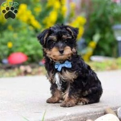 Charlie/Yorkie Poo									Puppy/Male	/11 Weeks,Hi, my name is Charlie, and I’m an adorable little Yorkie Poo puppy with a big personality packed into my tiny size! I love spending my days playing with toys, exploring everything around me, and then curling up beside my favorite people for lots of cuddles. I’m a happy, affectionate little guy who enjoys making new friends and would love nothing more than to become your loyal companion. Whether we’re going on adventures together or relaxing at home, I’ll be right by your side with my sweet nature and loving heart.