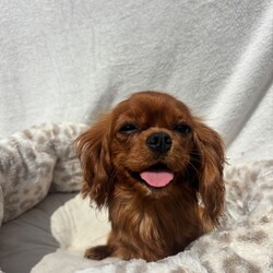 Cavalier King Charles /Cavalier King Charles Spaniel/Female/Sex: Mixed Litter,Omg we’re do I start we have 4 totally amazing puppies her who have the best temperament just like there mam Thelma our loving family pet they all have there own little personality’s and are just unbelievable mam has done the best job in bringing them up and they are a true credit to her they love play and cuddles and are true  little characters they have been vaccinated and flead and wormed aswell so are ready to go to the correct loving homes xxx