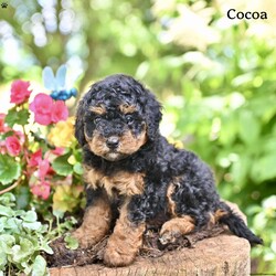 Cocoa/Miniature Poodle									Puppy/Female	/May 9th, 2026