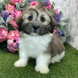 Rocket/Havanese/Female/May 9, 2026