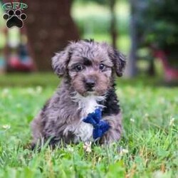Jasmine/Yorkie Poo									Puppy/Male	/9 Weeks,Hi, my name is Jasmine, and I’m an absolutely adorable Yorkipoo puppy with a sweet personality and a heart full of love! I’m a happy little companion who loves discovering new places, learning fun things, and sharing every adventure with the people around me. Whether I’m chasing a toy, snuggling up for cuddles, or simply brightening your day with my playful personality, I’m always happiest when I’m surrounded by love. With my soft, fluffy coat, expressive puppy eyes, and irresistible Yorkipoo charm, I’m sure to capture your heart from the very first moment we meet. I can’t wait to fill my forever home with unconditional love, joyful memories, and plenty of puppy kisses!