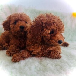 Adopt a dog:Miniature Poodle Puppies/Miniature Poodle/Female/Sex: Mixed Litter,Hi, we have 5 gorgeous dark red toy poodle puppies available 4 gorgeous girls and 1 beautiful boy available, all wormed and flea up to date and ready to leave for their forever loving homes with their microchip. Both mum and dad have a great temperament and are real softies. Mum is also available on viewings and photos can also be shown of dad. We are looking for the best possible homes for our babies. Please feel free to contact me for more information. Thank you