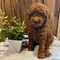 Jax/Toy Poodle									Puppy/Male	/June 12th, 2026,Meet Jax, a playful puppy who loves attention! He is solid, dark red in color. Up-to-date on vaccines and deworming and is being lovingly cared for. He is ACA registered and will be vet checked as well before going to his new home. He is the only puppy in the litter so he gets all the attention!