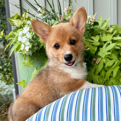 Adopt a dog:Huckleberry/Pembroke Welsh Corgi/Female/May 9, 2026,Hi, I'm Huckleberry! I'm a 10-week-old male Pembroke Welsh Corgi with a beautiful sable coat, born on May 9. I am ready now to plan my trip to my forever family. Once I reach my adult size, I'm expected to weigh between 15–35 lbs. I'm AKC registered. With me you'll have the time of your life and feel a love like never before.