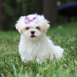 Claudia/Lhasa Apso									Puppy/Female	/11 Weeks