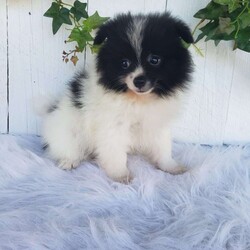 Mia/Pomeranian									Puppy/Female	/9 Weeks,Meet Mia! With her soft fluffy fur and lovable personality, she is sure to bring lots of happiness and love to your family! Mia is being family raised and is well socialized with children. She has been vet checked and is up-to-date on shots and deworming. For more information or to schedule a visit please call or text us anytime. 