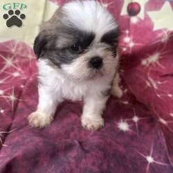 Jordan/Shih Tzu									Puppy/Male	/7 Weeks,Meet our adorable brown and white male Shih Tzu puppy! He has a soft, fluffy coat, a sweet personality, and loves to play and cuddle. He’s curious, friendly, and enjoys exploring before curling up for a nap. Raised with love, he’s becoming more social every day and is looking for a caring forever home where he’ll receive plenty of attention and affection. This little guy is sure to bring lots of joy, laughter, and companionship to his new family.