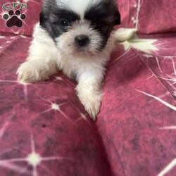 Jordan/Shih Tzu									Puppy/Male	/7 Weeks,Meet our adorable brown and white male Shih Tzu puppy! He has a soft, fluffy coat, a sweet personality, and loves to play and cuddle. He’s curious, friendly, and enjoys exploring before curling up for a nap. Raised with love, he’s becoming more social every day and is looking for a caring forever home where he’ll receive plenty of attention and affection. This little guy is sure to bring lots of joy, laughter, and companionship to his new family.