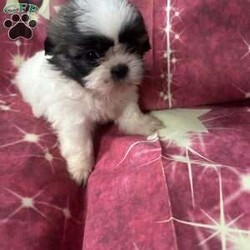 Jordan/Shih Tzu									Puppy/Male	/7 Weeks,Meet our adorable brown and white male Shih Tzu puppy! He has a soft, fluffy coat, a sweet personality, and loves to play and cuddle. He’s curious, friendly, and enjoys exploring before curling up for a nap. Raised with love, he’s becoming more social every day and is looking for a caring forever home where he’ll receive plenty of attention and affection. This little guy is sure to bring lots of joy, laughter, and companionship to his new family.