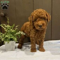 Jax/Toy Poodle									Puppy/Male	/June 12th, 2026,Meet Jax, a playful puppy who loves attention! He is solid, dark red in color. Up-to-date on vaccines and deworming and is being lovingly cared for. He is ACA registered and will be vet checked as well before going to his new home. He is the only puppy in the litter so he gets all the attention!