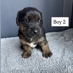 Jack Russell /Jack Russell/Female/Sex: Male,We have a beautiful litter of five Jack Russell boy puppies looking for loving new homes three are Black and Tan with white markings on there chest two are black with white markings on there chest 