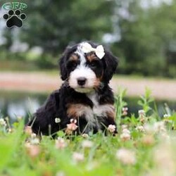 Anne/Mini Bernedoodle									Puppy/Female	/7 Weeks,Hi, my name is Ada, and I’m an adorable Mini Bernedoodle puppy with a playful spirit, a gentle heart, and so much love to give! I’m searching for my forever family, and I can’t wait to become your loyal companion. Whether we’re playing in the yard, exploring new places, or snuggling on the couch after a fun-filled day, I’ll be happiest simply being by your side. I have been raised with lots of love and attention, helping me grow into a friendly, affectionate, and well-socialized puppy.
