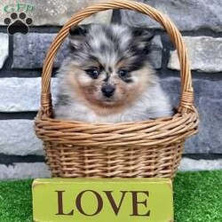Flash/Pomeranian									Puppy/Male	/6 Weeks, Hi there! I’m Flash — tiny, fluffy, and always ready to steal the show! I’m a gorgeous purebred AKC registered Pomeranian boy, and if you’re looking for a puppy that people are going to notice everywhere you go… I think you just found him! My stunning black, tan & merle coloring is covered in beautiful markings, and when you add my thick fluffy coat, small size, and adorable teddy bear face, I’m pretty hard to resist. I was born on 6/26/26, and I’m being raised by a family, where I get plenty of attention, handling, and socialization. I’m a happy little guy too — my tiny tail always seems to be going! Whether I’m playing, exploring, or just excited to see you, I’m ready to bring a whole lot of personality inside a small package. When it’s time for me to come home, I’ll have: AKC Registration Up-to-date with shots & dewormings Microchip Health Guarantee Vet Checked Pictures show my looks… but you have to see my video! Live a little too far away to pick me up? No worries! Delivery is available right to your door for almost anywhere in the USA! Think I’m the little Pom you’ve been waiting for? Call or text today. I’m ready for a spot in your family! Love at first sight… with a little Flash!