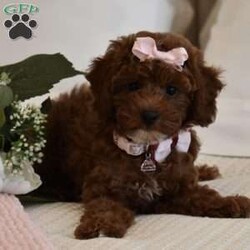 Cali Girl/Toy Poodle									Puppy/Female	/8 Weeks,Cali is a Gorgeous AKC Registered Pick of the litter Toy Poodle, She never has a bad day and is always happy, she loves to play with her brother and her stuffed animals, she is confident gal, she doesn’t get separation anxiety at all, she will play in her playpen with no issues, she has a beautiful red soft hypoallergenic curly coat, and she loves to strut her stuff as if she is the Princess, Cali is beautiful, When she is full grown she will be around 7 to 8 pounds, her parents are 8 and 7 pounds, Cali is AKC registered, Microchipped, Vaccinated and dewormed, if you are interested in this little lady call or text, please Do Not email regarding Cali as the emails get way too full and I no longer check them, call or text only