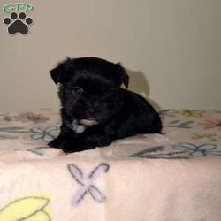 Chloe/Yorkie									Puppy/Female	/7 Weeks, Chloe | KB Black Teacup Yorkie Sweet, petite, and absolutely adorable! Chloe is a loving little girl with a big personality, looking for her perfect forever home.