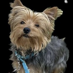 Chloe/Yorkie									Puppy/Female	/7 Weeks, Chloe | KB Black Teacup Yorkie Sweet, petite, and absolutely adorable! Chloe is a loving little girl with a big personality, looking for her perfect forever home.
