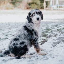 James/Mini Bernedoodle									Puppy/Male	/June 14th, 2026,Meet our sweet natured friendly lil Bernedoodles, they are well socialized by our children who take them all over the Farm!! Be it on wagon rides, stroller rides or even nap time!