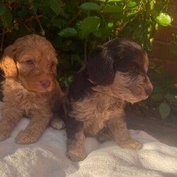Adopt a dog:Cockapoo /Cockapoo/Female/Sex: Female,Here are my beautiful cockapoo puppies all 3 are adorable girls each one has their own character little teddy bears apsalutley adorable bundles of joy mum is our family pet she is a Black and Tan cocker spaniel with a brilliant temperament and great with children these puppies are being raised in a busy family home they have been wormed with drontal puppy wormer and frontline flea spray they have started their diet on doctor johns puppy biscuits which seems to suit them they will be leaving for there new forever homes with sample of the puppy biscuit a bowl and blanket with mum and siblings scent on to help them settle in any questions or viewings most welcome