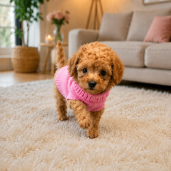 Adopt a dog:Kc registered toy poodles /Poodle/Female/Sex: Mixed Litter,Kc registered flea wormed 1st injection health checked as well as mum and dad puppy pack microchipped too ready to leave in 2 week