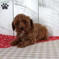 Wendy/Miniature Poodle									Puppy/Female	/8 Weeks,Wendy is a sweet red Mini Poodle girl who is ready to find her forever family! She was born June 15, 2026, to parents Comanche, a 7 lb sire, and Pansy, an 8 lb dam. Both parents have been genetically tested. Wendy currently weighs 2.5 lbs and is estimated to have an adult weight of 7–9 lbs. She is family raised and well socialized. Wendy has been vet checked and is up to date on all her shots and dewormer. She is AKA registered and comes with a 30 day health guarantee and a 1 year genetic health guarantee. This adorable little girl is ready to bring plenty of puppy kisses and companionship to her new home!