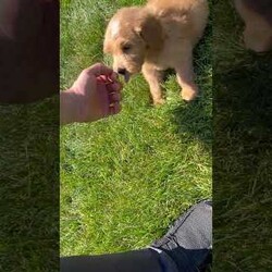 Leo/Mini Goldendoodle									Puppy/Male	/7 Weeks,Meet Leo! This sweet and adorable F1 Mini Goldendoodle is looking for a forever family!