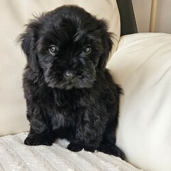 Adopt a dog:Shihpoo/Shihpoo/Female/Sex: Mixed Litter,Hi I have a lovely litter of shihpoo mum and dad can be seen on viewing puppies have their first vaccination and microchip second vaccination is free and it is a free micro chip changeover they have been warmed and flea are upto date and dad is pta eye test clear paper work to show