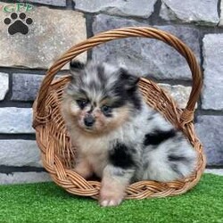 Flash/Pomeranian									Puppy/Male	/6 Weeks, Hi there! I’m Flash — tiny, fluffy, and always ready to steal the show! I’m a gorgeous purebred AKC registered Pomeranian boy, and if you’re looking for a puppy that people are going to notice everywhere you go… I think you just found him! My stunning black, tan & merle coloring is covered in beautiful markings, and when you add my thick fluffy coat, small size, and adorable teddy bear face, I’m pretty hard to resist. I was born on 6/26/26, and I’m being raised by a family, where I get plenty of attention, handling, and socialization. I’m a happy little guy too — my tiny tail always seems to be going! Whether I’m playing, exploring, or just excited to see you, I’m ready to bring a whole lot of personality inside a small package. When it’s time for me to come home, I’ll have: AKC Registration Up-to-date with shots & dewormings Microchip Health Guarantee Vet Checked Pictures show my looks… but you have to see my video! Live a little too far away to pick me up? No worries! Delivery is available right to your door for almost anywhere in the USA! Think I’m the little Pom you’ve been waiting for? Call or text today. I’m ready for a spot in your family! Love at first sight… with a little Flash!