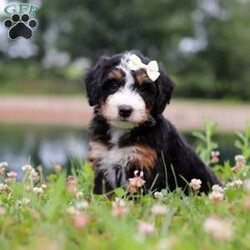 Anne/Mini Bernedoodle									Puppy/Female	/7 Weeks,Hi, my name is Ada, and I’m an adorable Mini Bernedoodle puppy with a playful spirit, a gentle heart, and so much love to give! I’m searching for my forever family, and I can’t wait to become your loyal companion. Whether we’re playing in the yard, exploring new places, or snuggling on the couch after a fun-filled day, I’ll be happiest simply being by your side. I have been raised with lots of love and attention, helping me grow into a friendly, affectionate, and well-socialized puppy.