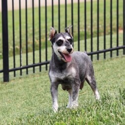 Benji/Miniature Schnauzer									Puppy/Male	/7 Weeks,Hi, I’m Benji! I’m an adorable AKC registered Miniature Schnauzer puppy with a playful personality and a heart full of love. I enjoy exploring the world around me, learning new tricks, and making every day an adventure with my favorite people. Whether I'm playing outside, chasing toys, or spending quality time together, I’m happiest right by your side. With my soft, fluffy coat, bright eyes, and irresistible Miniature Schnauzer charm, I’m sure to capture your heart from the very first moment we meet. I can’t wait to find my forever family and fill your home with love, laughter, loyal companionship, and countless happy memories!