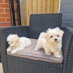 Adopt a dog:Maltese puppy /Maltese/Female/Sex: Mixed Litter,Beautiful Korean Maltese puppies from very small parents!  Boy and girl