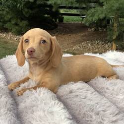 Adopt a dog:Kimberly/Dachshund/Female/May 27, 2026,Hi, I'm Kimberly! I'm a 10-week-old female Dachshund with a beautiful fawn coat, born on May 27. I am ready now to plan my trip to my forever family. I'm ACA registered. I can't wait to make your home my forever playground.