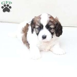 Kingston/Cavachon									Puppy/Male	/June 27th, 2026,Kingston is one of four in his litter, with an approximate adult weight of 12 to 18 lbs  .