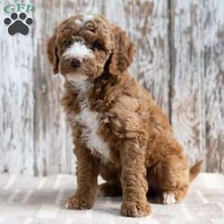 Serenity/Mini Goldendoodle									Puppy/Female	/8 Weeks,Meet Serenity! She would love to be a part of your family! Look no further than this adorable little girly! Family raised, up to date on shots and dewormer, and comes with a 1 year genetic health guarantee. She’s socialized with our children, who help care for the puppies!! She comes with a small bag of food, blanket, toy and a collar. Give us a call today! We’re open Monday-Saturday 8-8 and closed on Sundays. Sunday messages will be returned on Monday. Country Echo Pets,  Raymond Lapp Sunbury Pa 17801 Pa License #17927