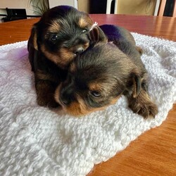 Purebred Yorkshire Terrier Puppies (Yorkie) - available /Yorkshire Terrier/Female/Sex: Mixed Litter,3 beautiful Yorkie puppies. Born on 15th July and ready to leave on 9th September.