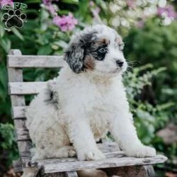 James/Mini Bernedoodle									Puppy/Male	/June 14th, 2026,Meet our sweet natured friendly lil Bernedoodles, they are well socialized by our children who take them all over the Farm!! Be it on wagon rides, stroller rides or even nap time!