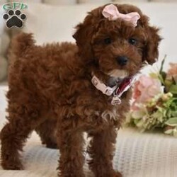 Cali Girl/Toy Poodle									Puppy/Female	/8 Weeks,Cali is a Gorgeous AKC Registered Pick of the litter Toy Poodle, She never has a bad day and is always happy, she loves to play with her brother and her stuffed animals, she is confident gal, she doesn’t get separation anxiety at all, she will play in her playpen with no issues, she has a beautiful red soft hypoallergenic curly coat, and she loves to strut her stuff as if she is the Princess, Cali is beautiful, When she is full grown she will be around 7 to 8 pounds, her parents are 8 and 7 pounds, Cali is AKC registered, Microchipped, Vaccinated and dewormed, if you are interested in this little lady call or text, please Do Not email regarding Cali as the emails get way too full and I no longer check them, call or text only