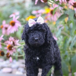 Issebelle/Newfypoo									Puppy/Female	/6 Weeks,Hi! My name is Issebelle, and I’m an adorable F1B Newfypoo puppy with a heart full of love and a personality that’s sure to make you smile. I love spending my days playing with my favorite toys, exploring everything around me, and soaking up all the attention I can get. After a day of fun, there’s nothing better than cuddling up for a cozy nap by your side. I’m friendly, gentle, and always excited to make new friends. With my fluffy coat, sweet expression, and affectionate nature, I’m sure to bring endless love, laughter, and happy memories to my forever family. I can’t wait to meet the special people who will welcome me home!