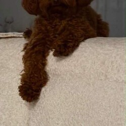 Adopt a dog:Tiny & Adorable Asian Toy Poodle Boys – Ready for Reservation! /Toy Poodle/Female/Sex: Male,Meet these two absolutely adorable Asian Toy Poodle boys!  They are tiny, sweet, playful, and full of personality — perfect little companions for a loving home.
