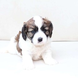 Kingston/Cavachon									Puppy/Male	/June 27th, 2026