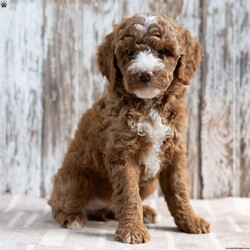 Serenity/Mini Goldendoodle									Puppy/Female	/8 Weeks,Meet Serenity! She would love to be a part of your family! Look no further than this adorable little girly! Family raised, up to date on shots and dewormer, and comes with a 1 year genetic health guarantee. She’s socialized with our children, who help care for the puppies!! She comes with a small bag of food, blanket, toy and a collar. Give us a call today! We’re open Monday-Saturday 8-8 and closed on Sundays. Sunday messages will be returned on Monday. Country Echo Pets,  Raymond Lapp Sunbury Pa 17801 Pa License #17927