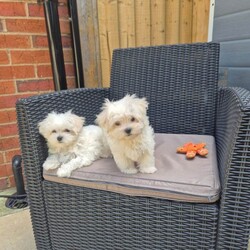 Adopt a dog:Maltese puppy /Maltese/Female/Sex: Mixed Litter,Beautiful Korean Maltese puppies from very small parents!  Boy and girl