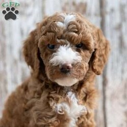 Serenity/Mini Goldendoodle									Puppy/Female	/8 Weeks,Meet Serenity! She would love to be a part of your family! Look no further than this adorable little girly! Family raised, up to date on shots and dewormer, and comes with a 1 year genetic health guarantee. She’s socialized with our children, who help care for the puppies!! She comes with a small bag of food, blanket, toy and a collar. Give us a call today! We’re open Monday-Saturday 8-8 and closed on Sundays. Sunday messages will be returned on Monday. Country Echo Pets,  Raymond Lapp Sunbury Pa 17801 Pa License #17927