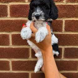 Adopt a dog:Multigen Australian labradoodles /Australian Labradoodle/Female/Sex: Mixed Litter,Beautiful Australian Labradoodle Puppies Looking for Their Forever Home