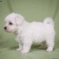 Fredy/Maltese									Puppy/Male	/8 Weeks